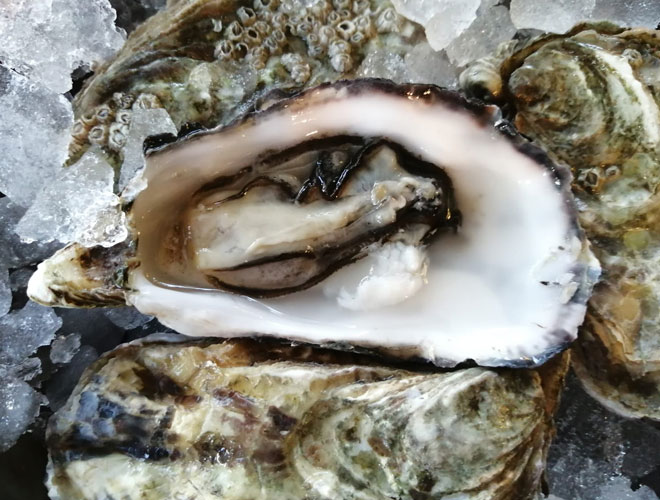 Street Urchin Oyster